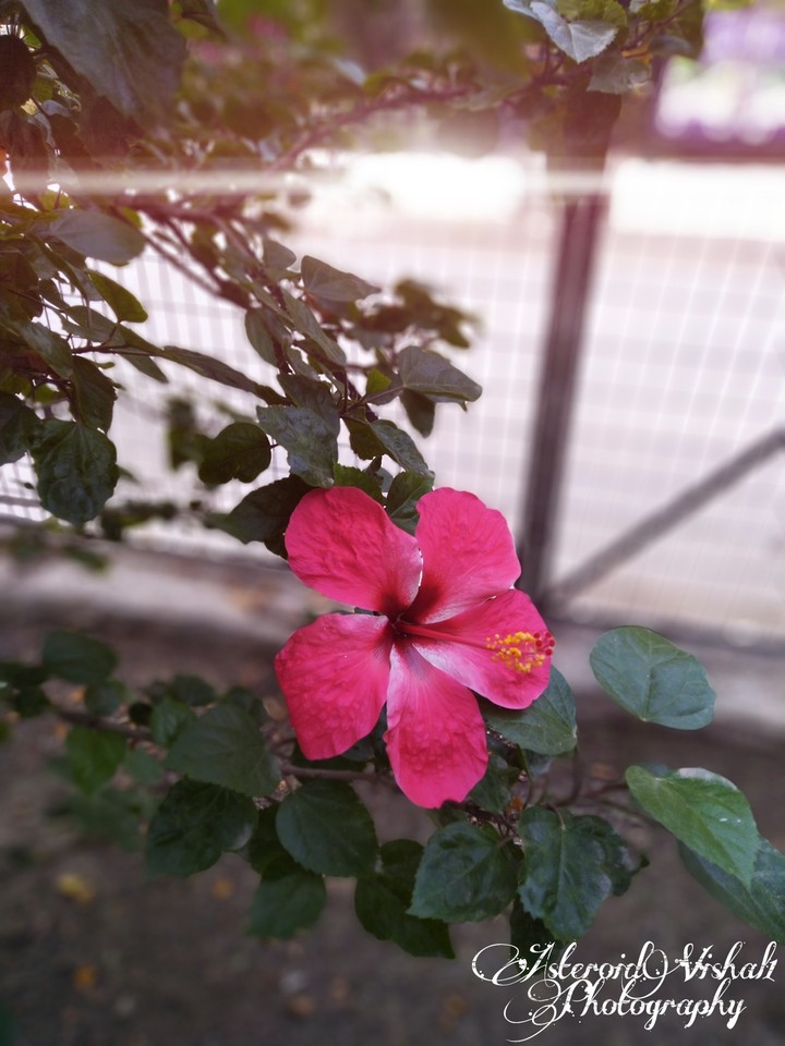Beautiful Flower