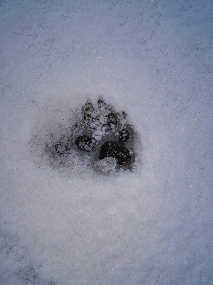 A footprint in the snow