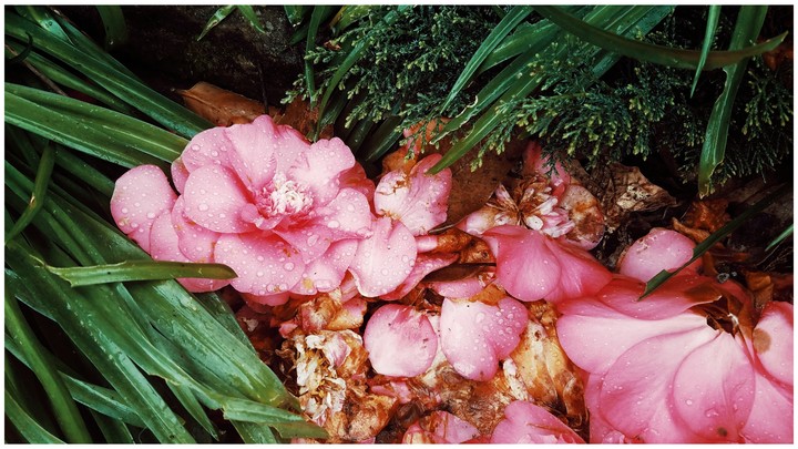 spring flowers on the ground