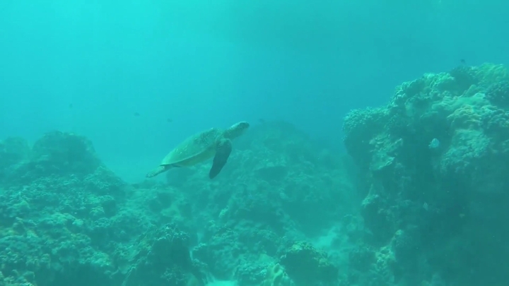 Sea Turtle