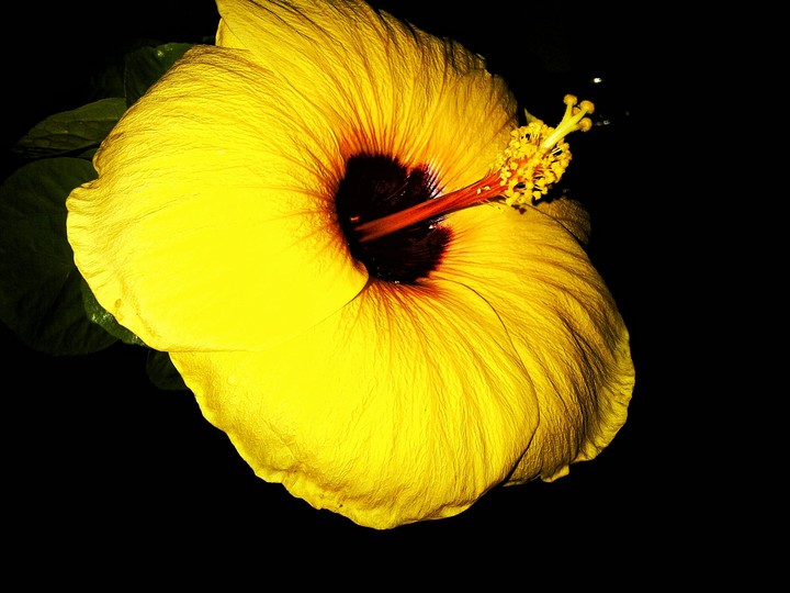 flower