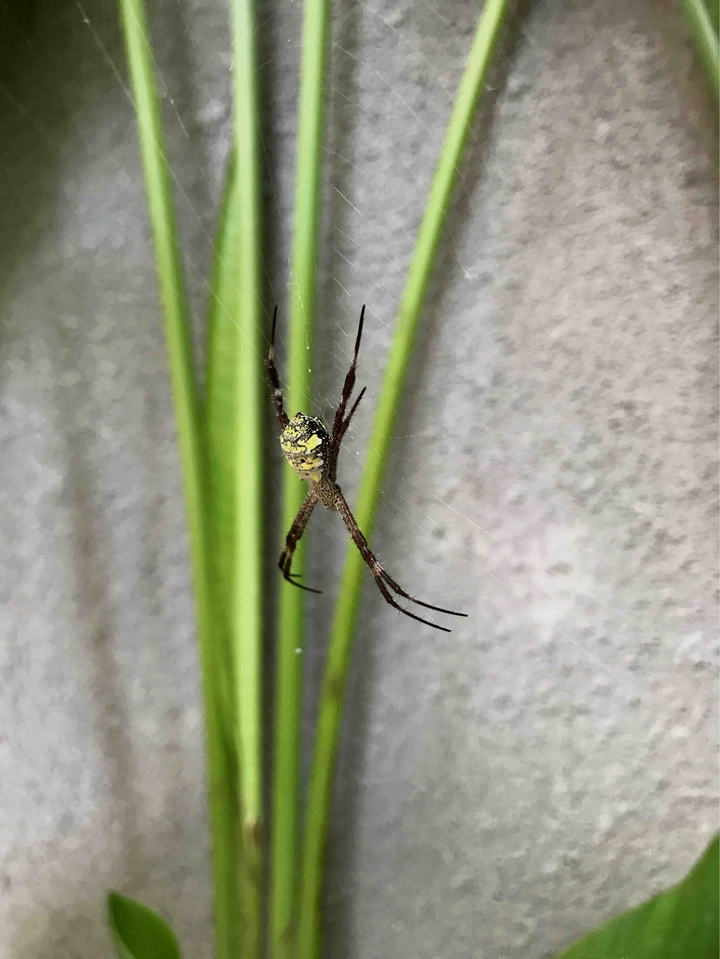 spider