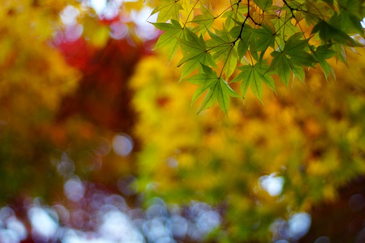 colorful leaves