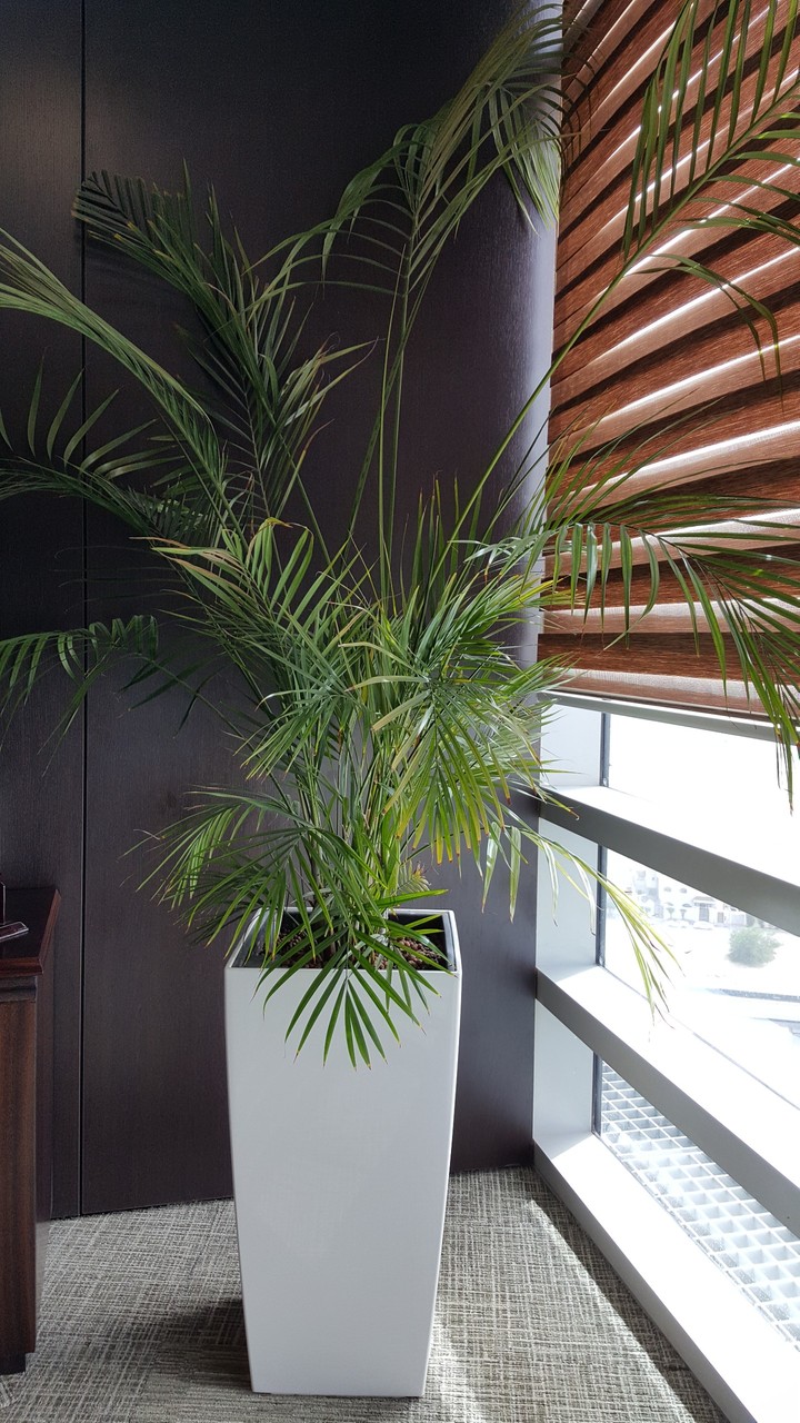office plant