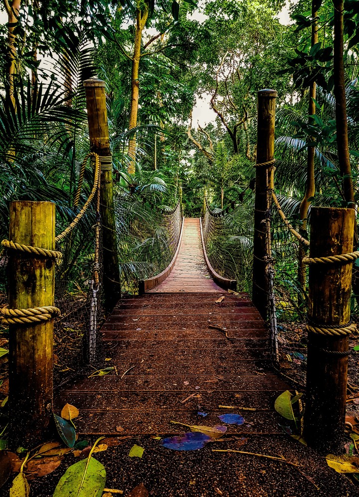 Bridge in the jungle