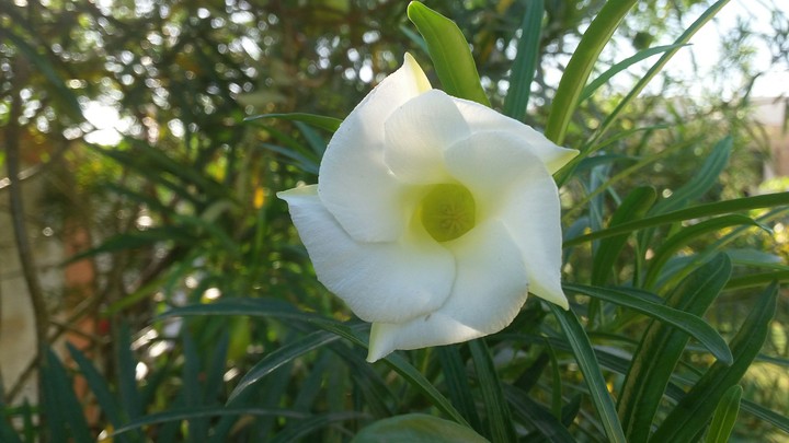 White Flower Click 2