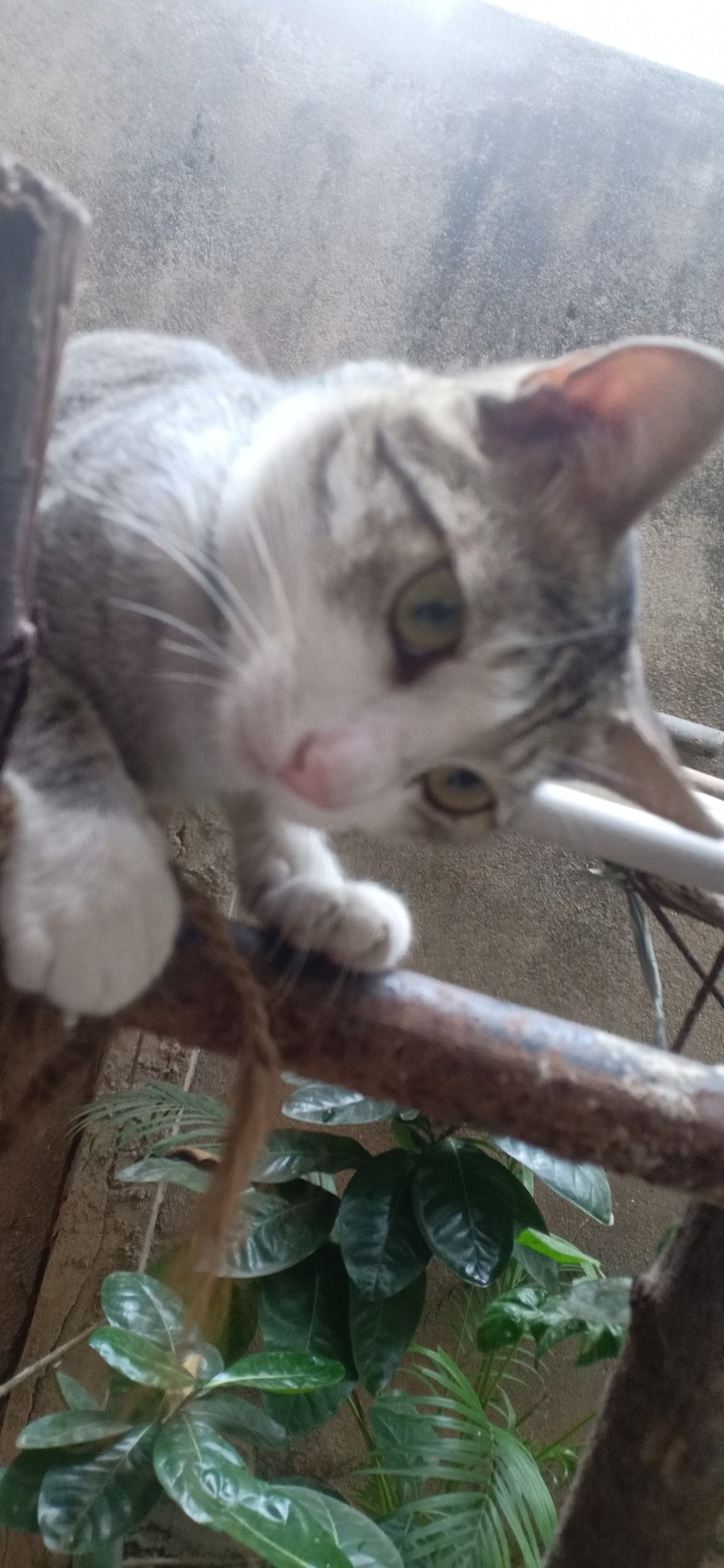 cats