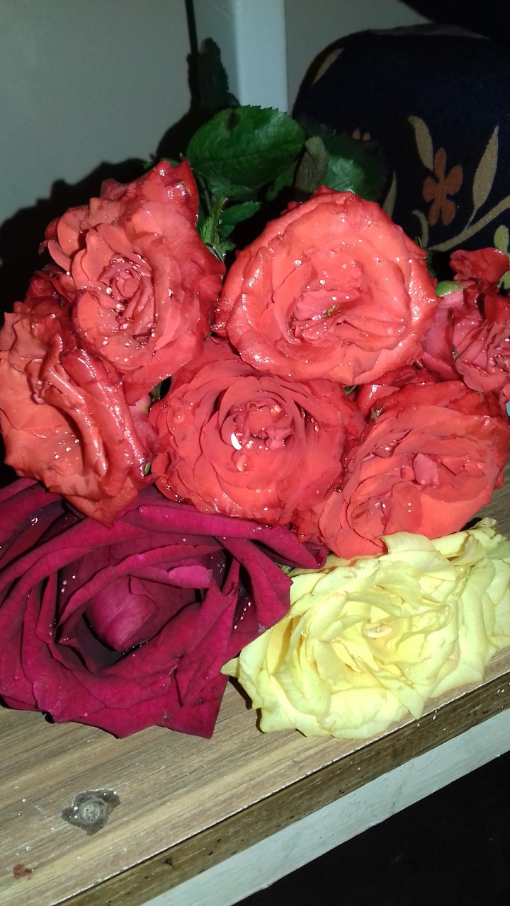 roses