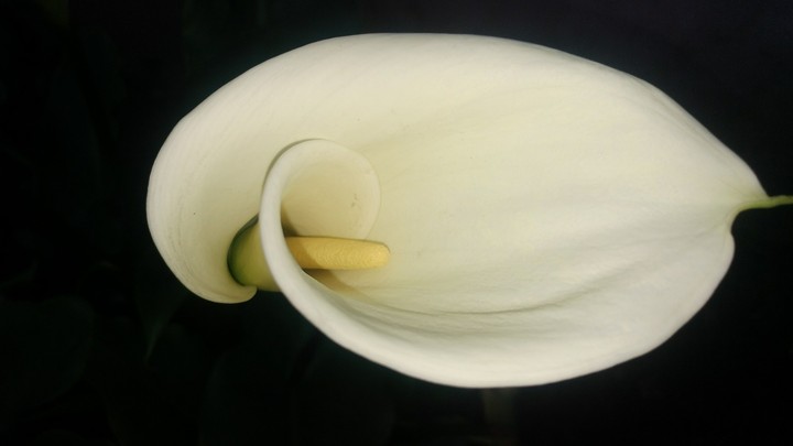 Flores