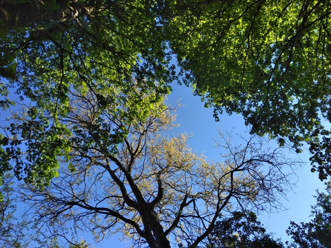tree