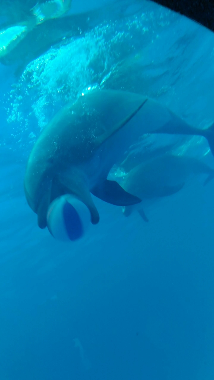 Happy dolphin ^_^