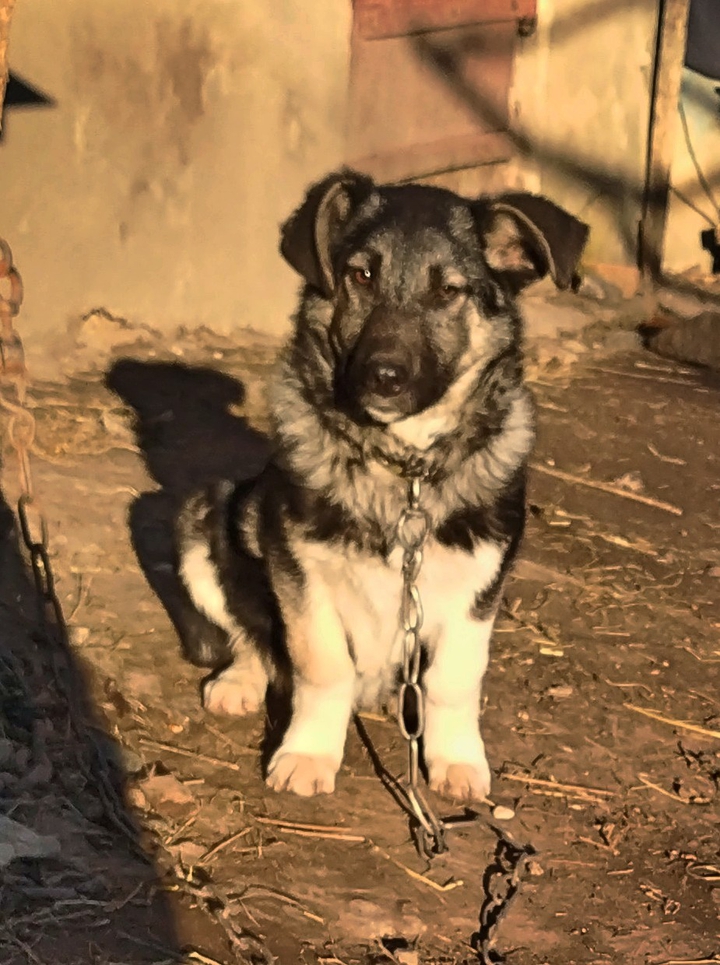 песик