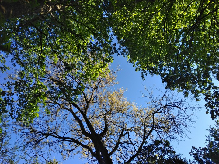 tree