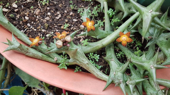 flor de cactus