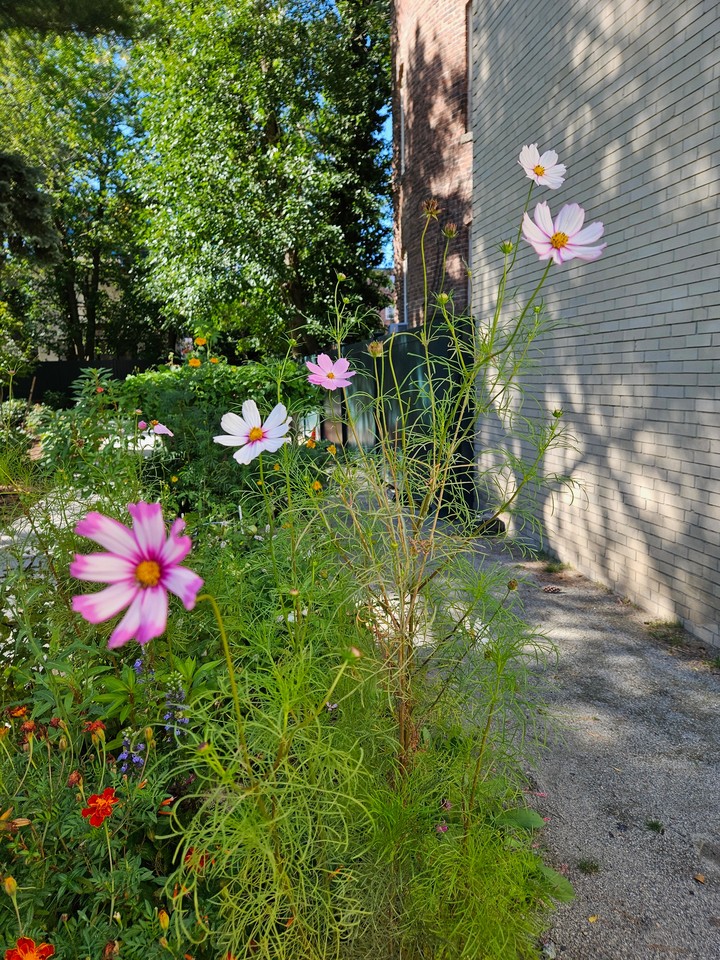 Cosmos