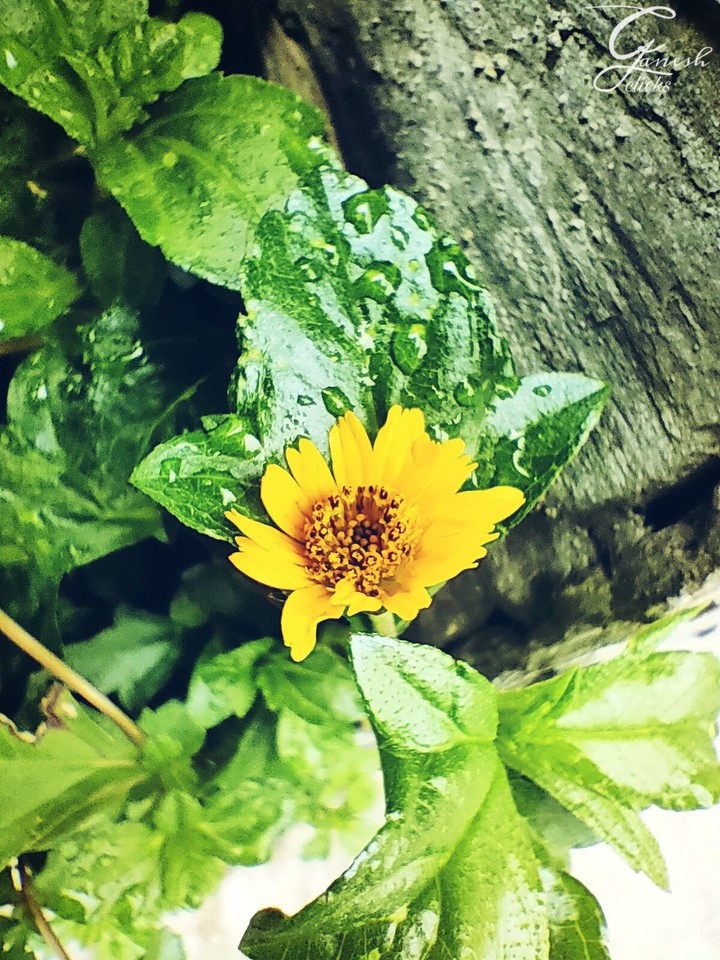 yellow_flower