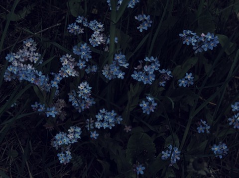flower, borages wallpapers