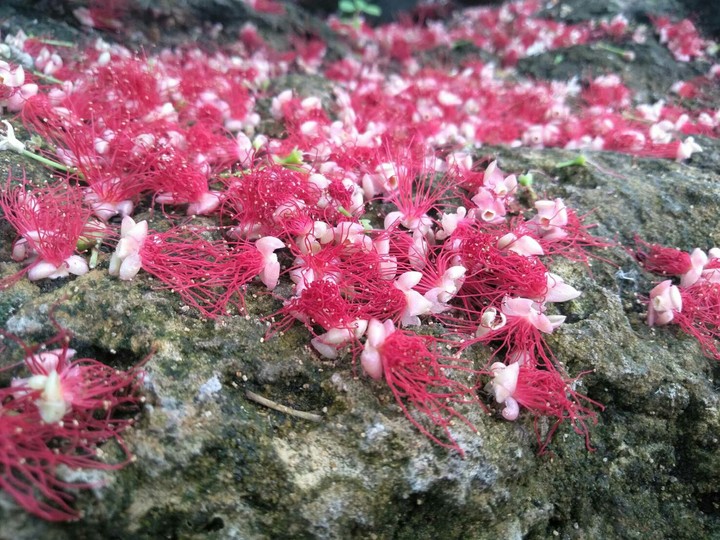 nature