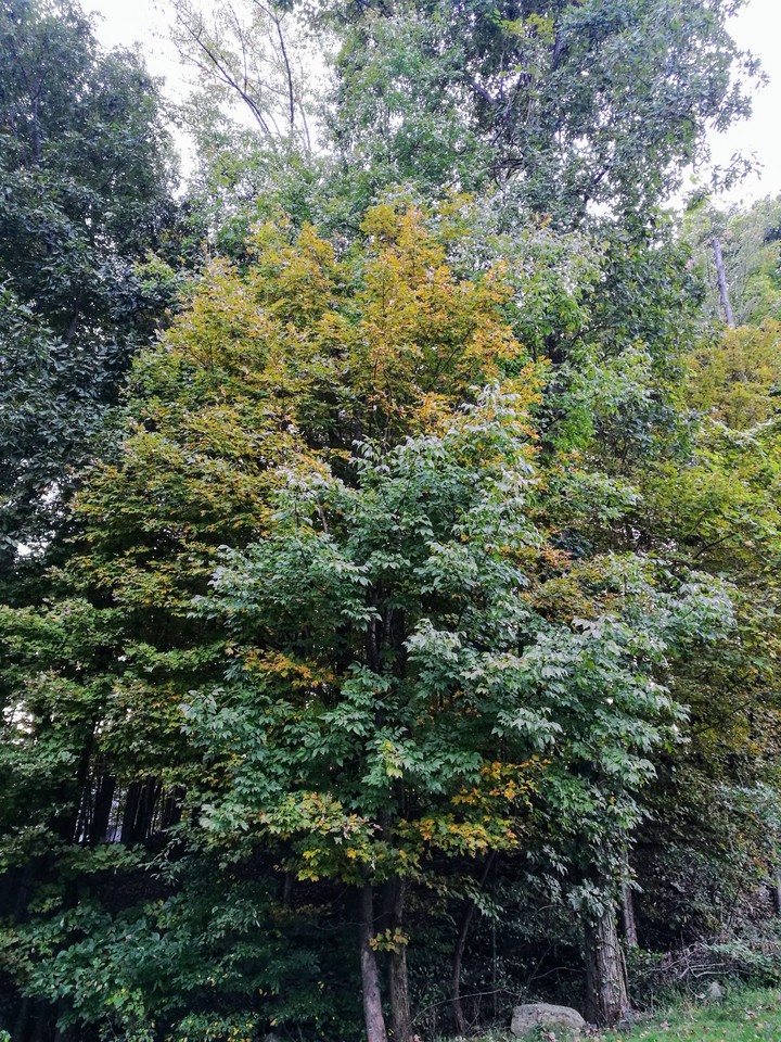 autumn coming