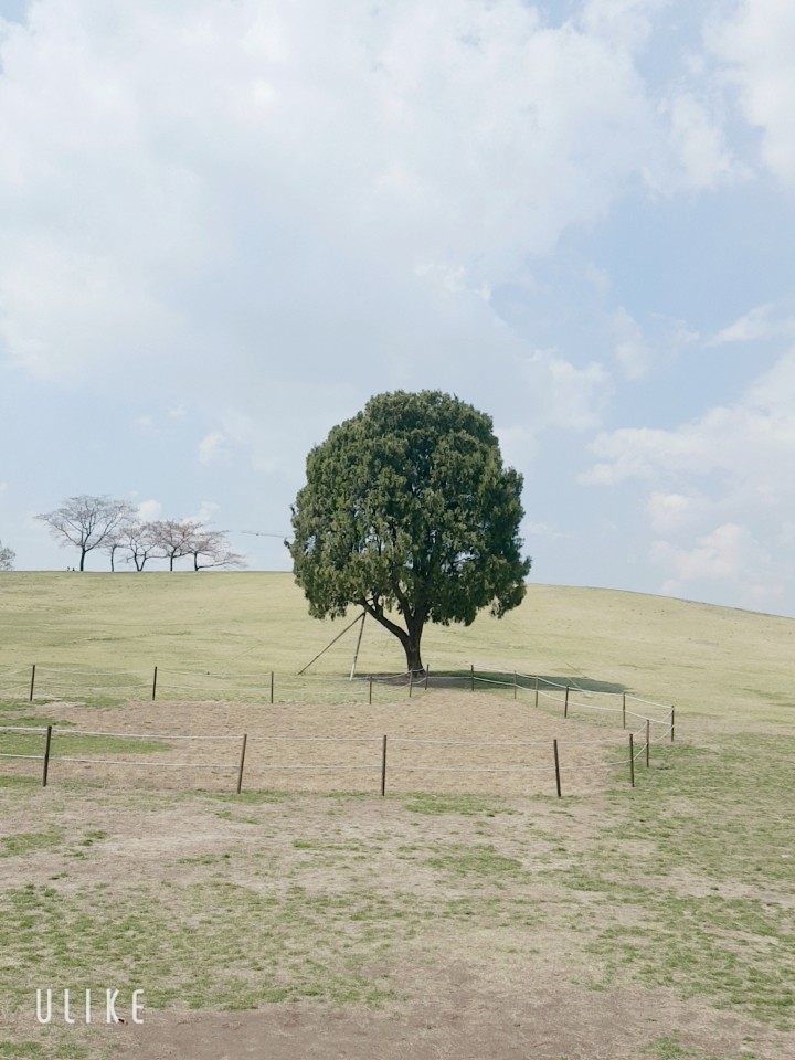 spring of seoul