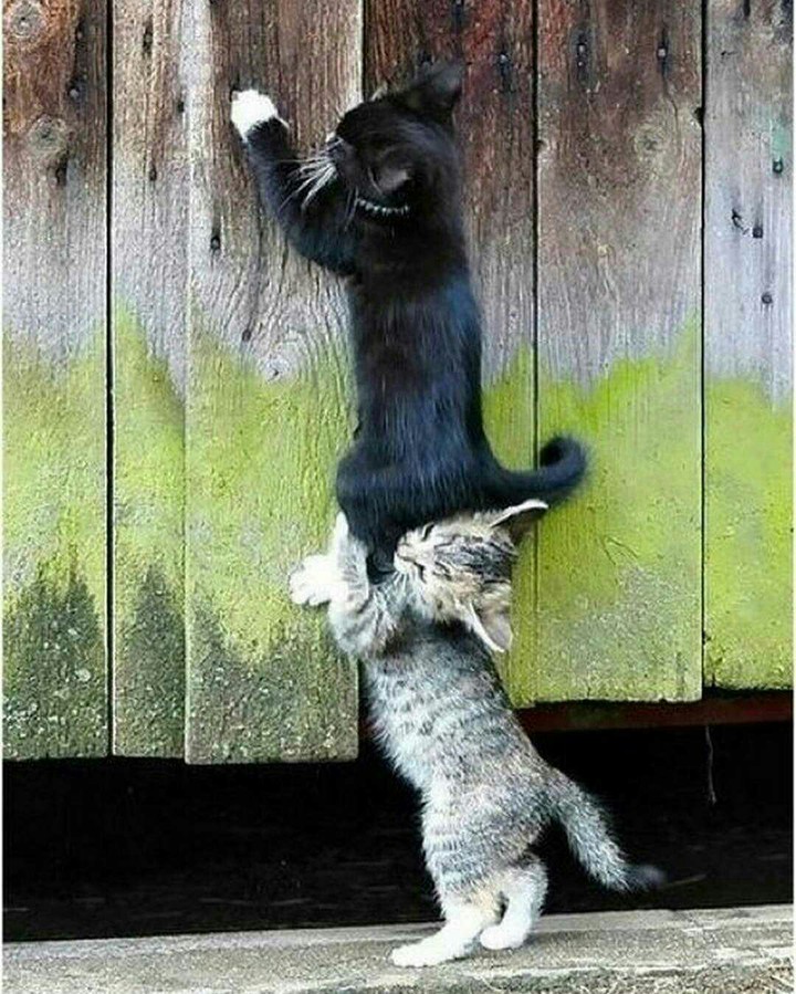 Best Friend