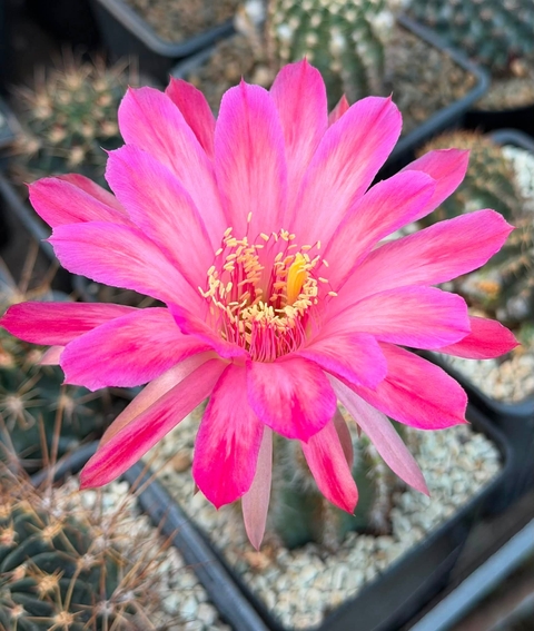 sfondi petal, Cactus