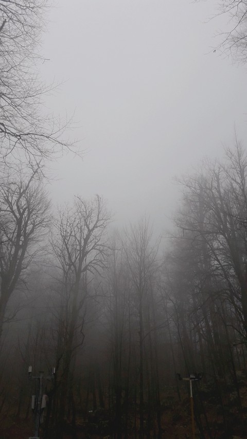 fonds d'écran jungle, mist