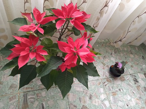 mis plantitas mis bonitas ???
