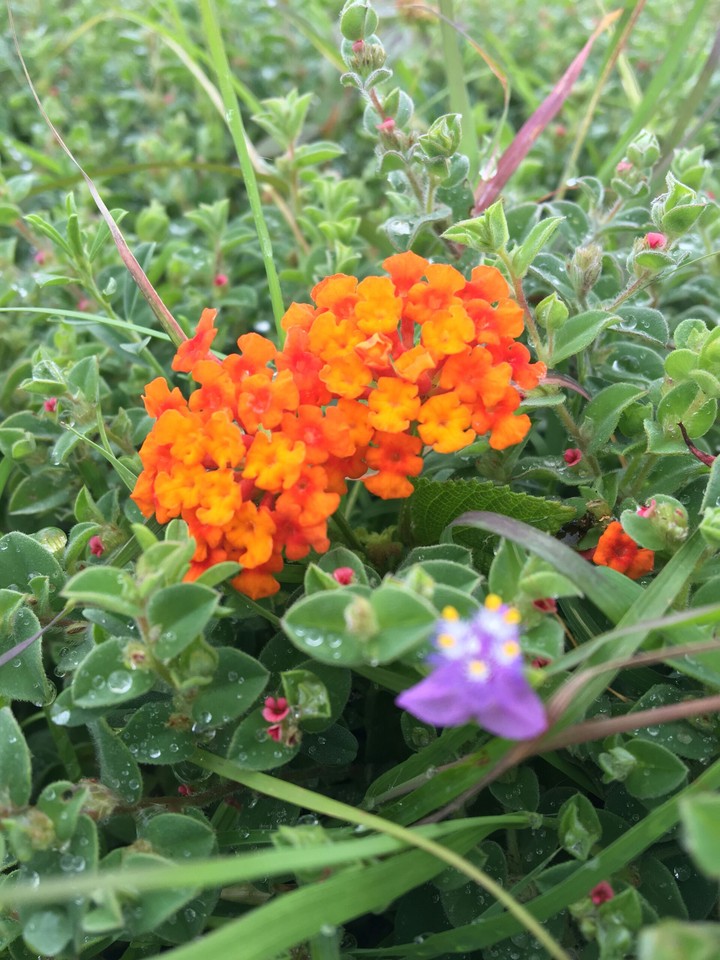 Rainy Day Flower