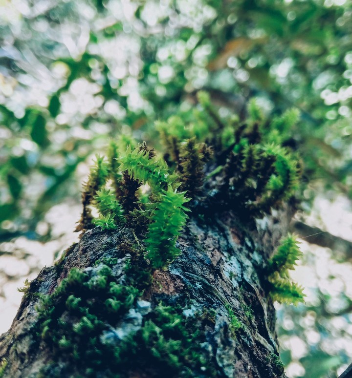 tress beauty