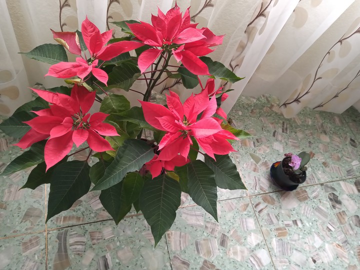 mis plantitas  mis bonitas ???