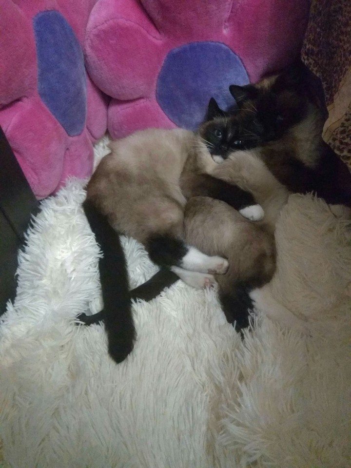 кішки