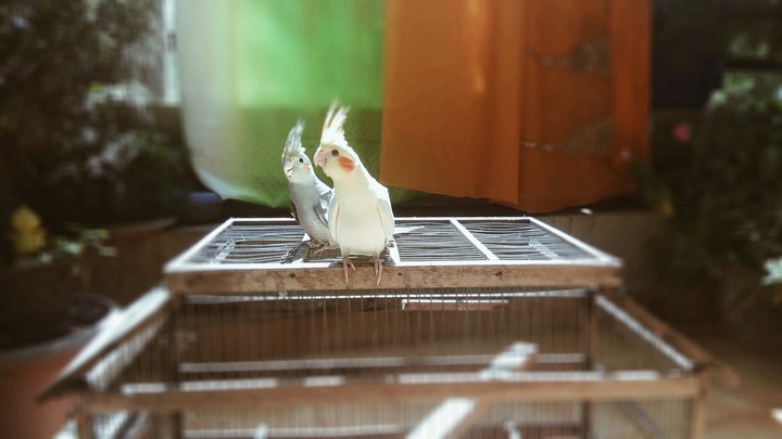 Birds