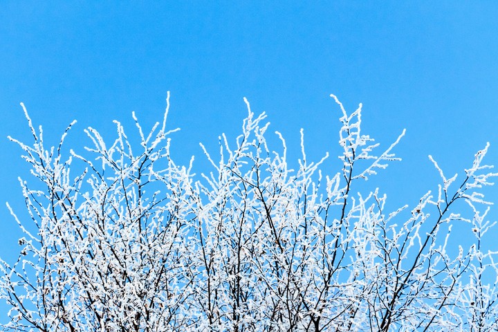 Frost im Gebäsch