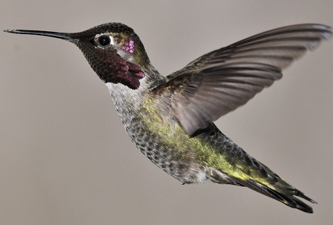 fonds d'écran wing, beak