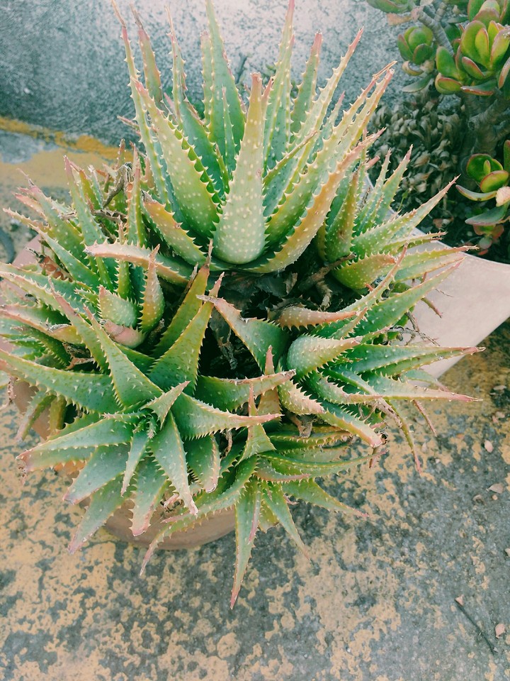Aloe