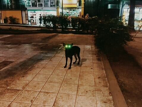 Dog In The Square At Night
