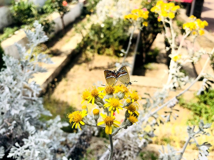 Butterfly Mating