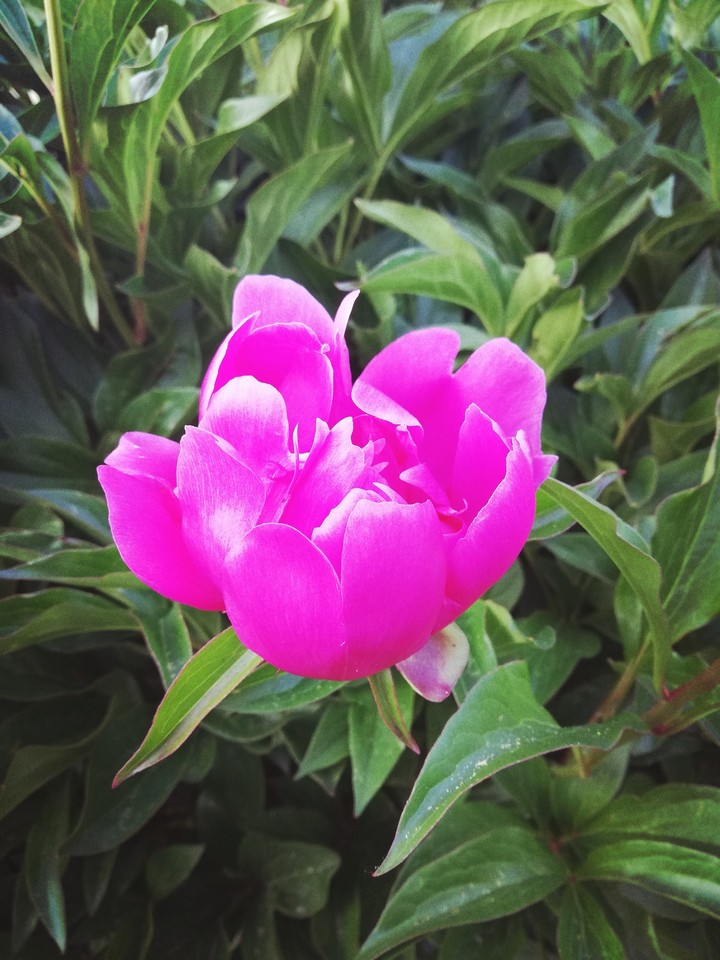 Flower that hurts the heart
