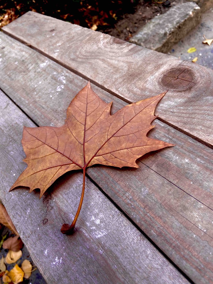 Lovely fall❤️