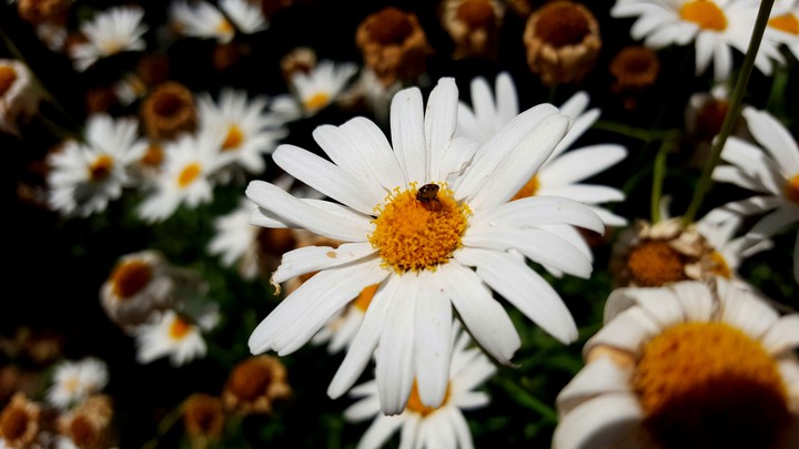 Marguerite