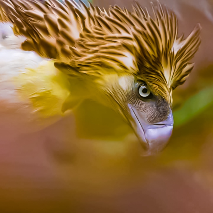 Eagle,  Bird