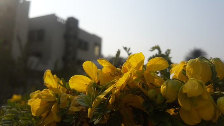 yellow flower