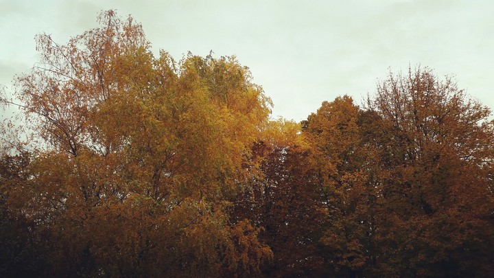 Autumn colors