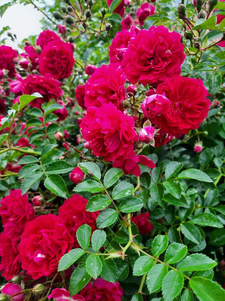 Roses ?