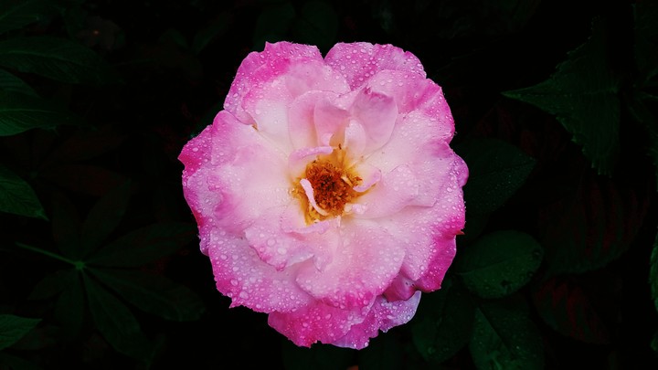 Beautiful pink rose