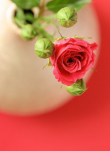 happy Valentine's Day