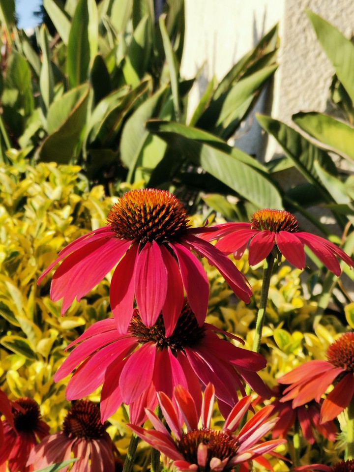 Flor