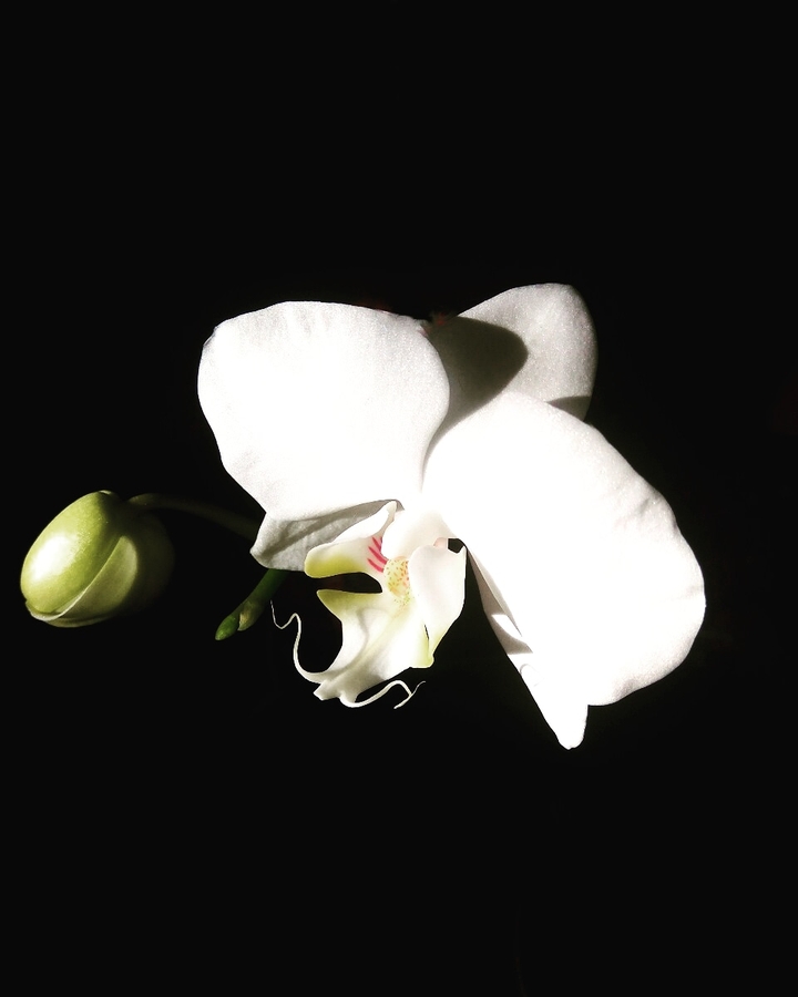 flower# Orchid#