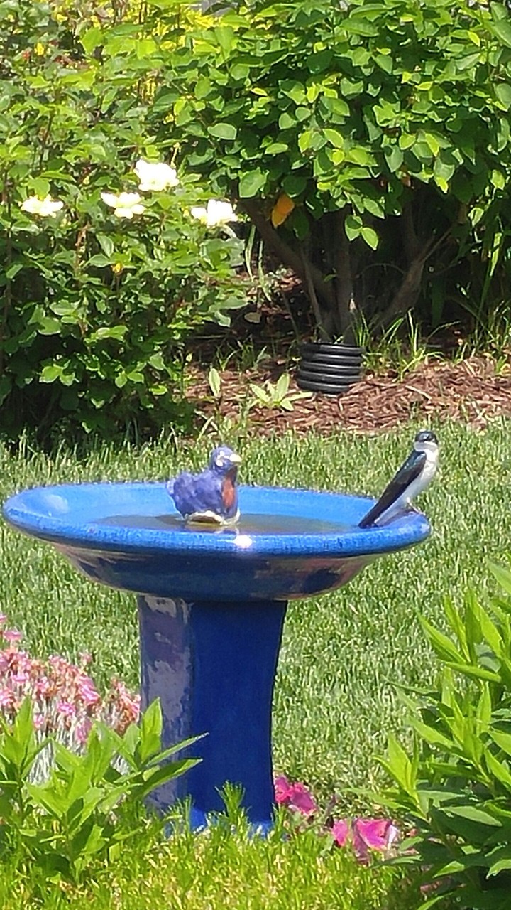 Blue Bird Bath